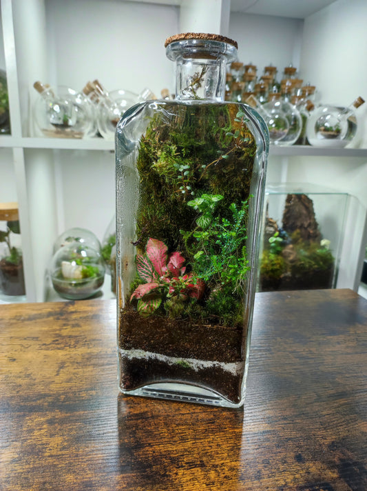 Kit Terrarium à faire soi-même • AQUATERRA • Mini terrarium avec